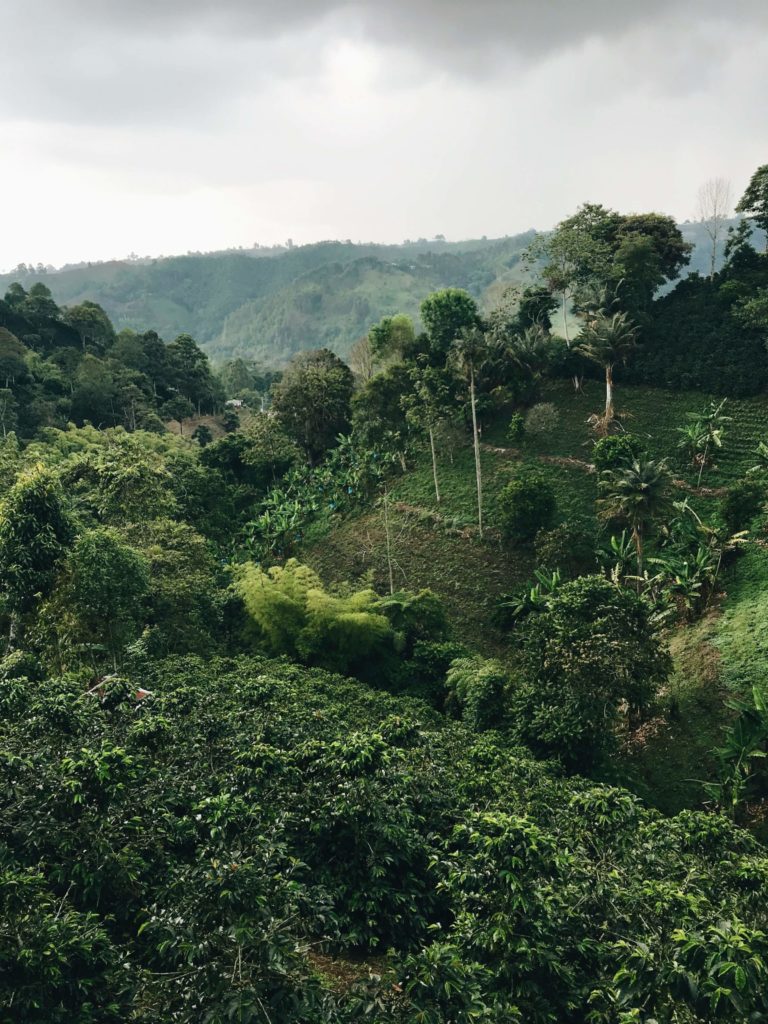 Plantation de café vert